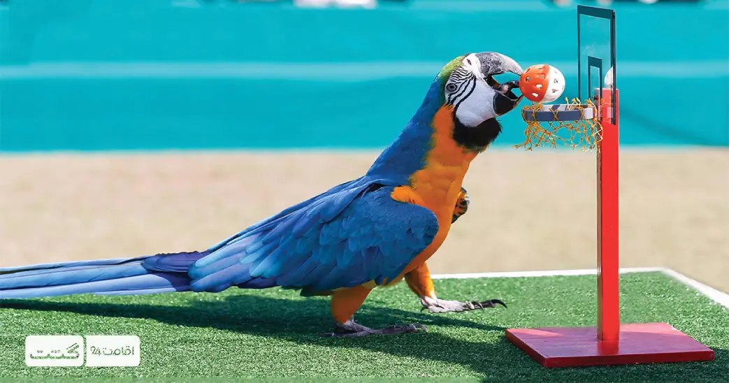 بلیط دلفیناریوم دبی 4 تصویری از طوطی های دلفیناریوم دبی درحال بسکتبال بازی کردن و حرکات نمایشی | خرید تور دلفیناریوم دبی