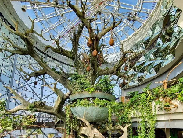 تصویری از بلیط سیاره سبز دبی و جنگل های بارانی (گرین پلنت) دبی