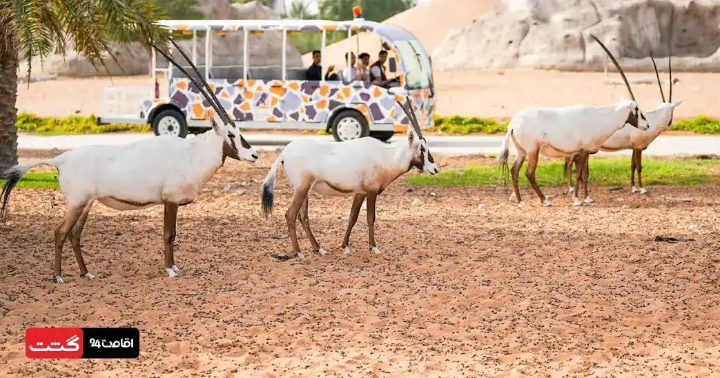 بلیط سافاری پارک دبی (باغ وحش دبی) 5 arabian village 11zon