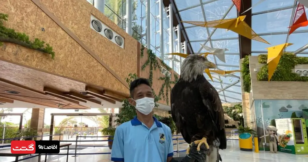 بلیط سافاری پارک دبی (باغ وحش دبی) 11 عقاب سرسفید در بخش پرندگان شکاری پارک سافاری | بلیط پارک سافاری دبی