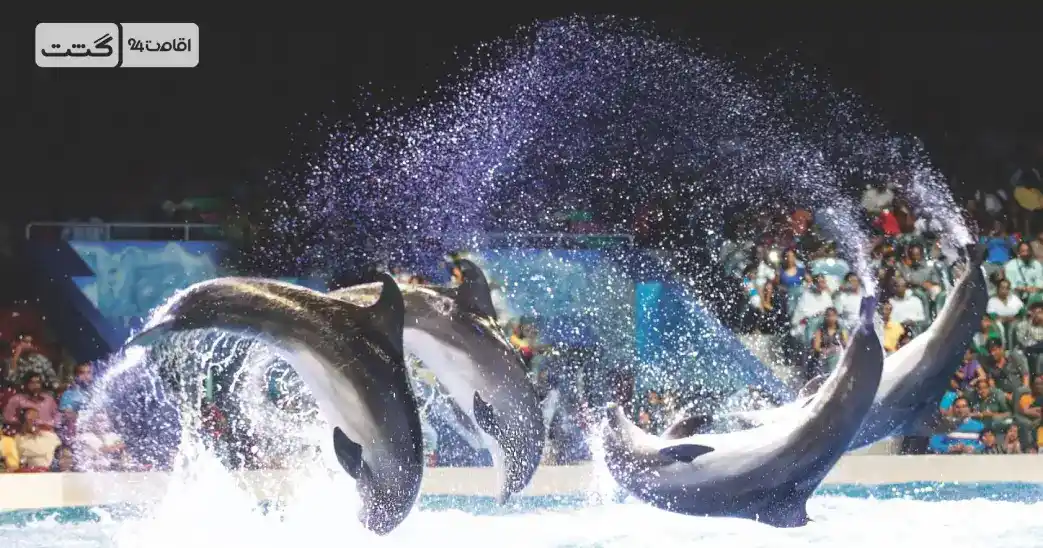 بلیط دلفیناریوم دبی 2 dlphn dubai 11zon