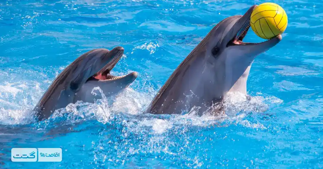 بلیط دلفیناریوم دبی 1 dolphinarium dubai 1 11zon
