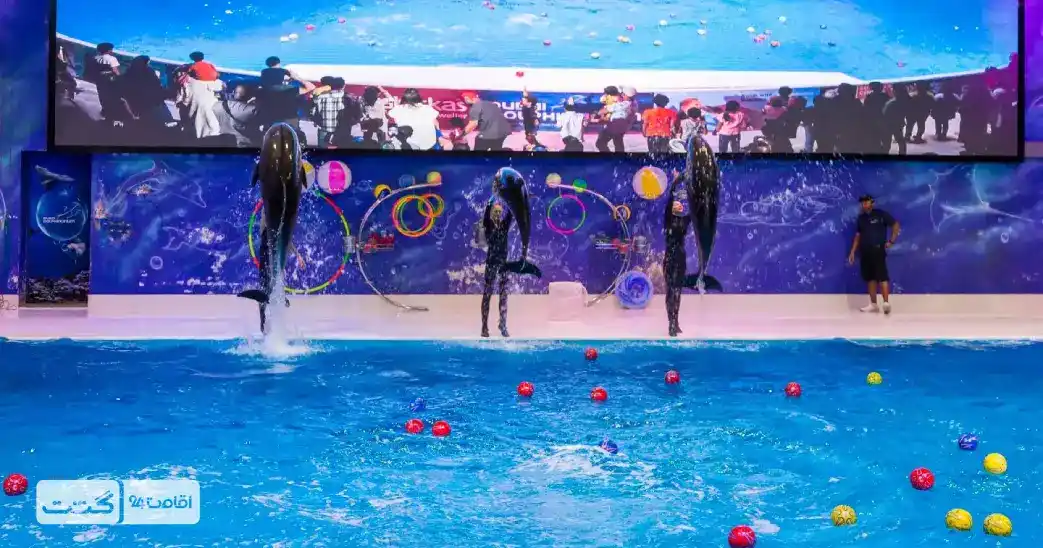بلیط دلفیناریوم دبی 8 dubai dolphinarium 2 11zon