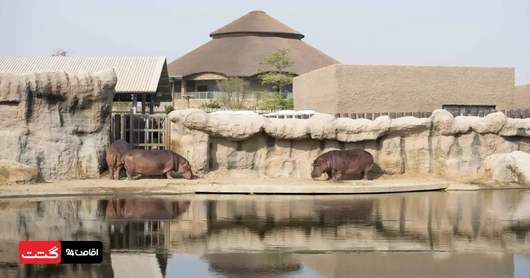 بلیط سافاری پارک دبی (باغ وحش دبی) 2 اسب آبی در پارک سافاری دبی | قیمت پارک سافاری دبی