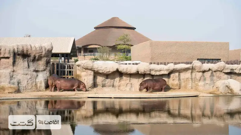 عکس اسب آبی در باغ وحش دبی