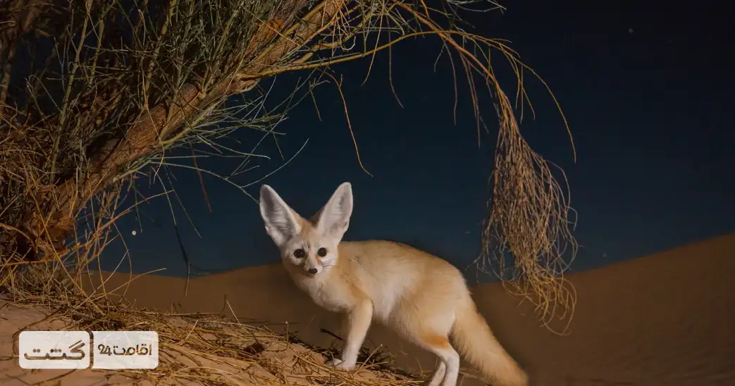 تور سافاری رویال دبی 5 تصویر یک روباه صحرایی در صحرای دبی | سافاری دبی