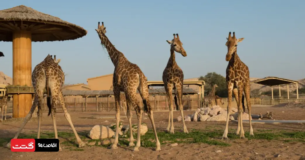 بلیط سافاری پارک دبی (باغ وحش دبی) 12 غذا دادن به زرافه های پارک سافاری دبی | سافاری باغ وحش دبی