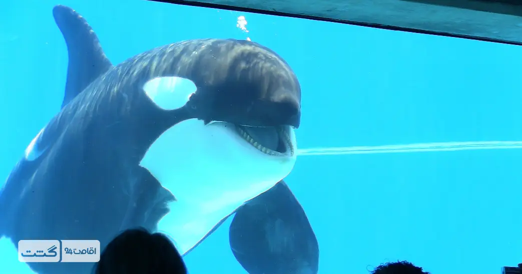 بلیط دلفیناریوم دبی 10 نهنگ قاتل (orca) در دلفیناریوم دبی | خرید تور دلفیناریوم دبی