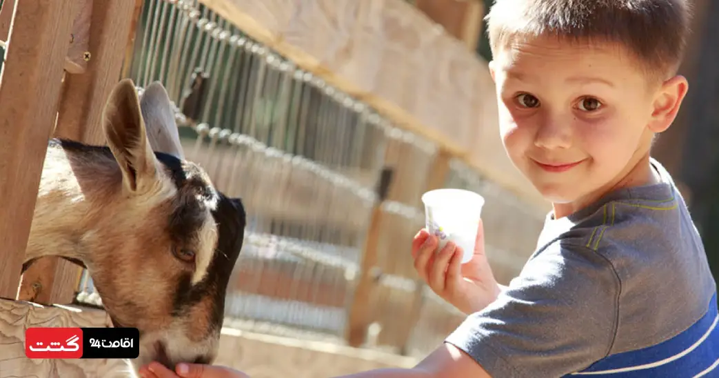 بلیط سافاری پارک دبی (باغ وحش دبی) 8 کودک در حال غذا دادن به بز در مزرعه کودکان پارک سافاری دبی | خرید بلیط سافاری پارک دبی