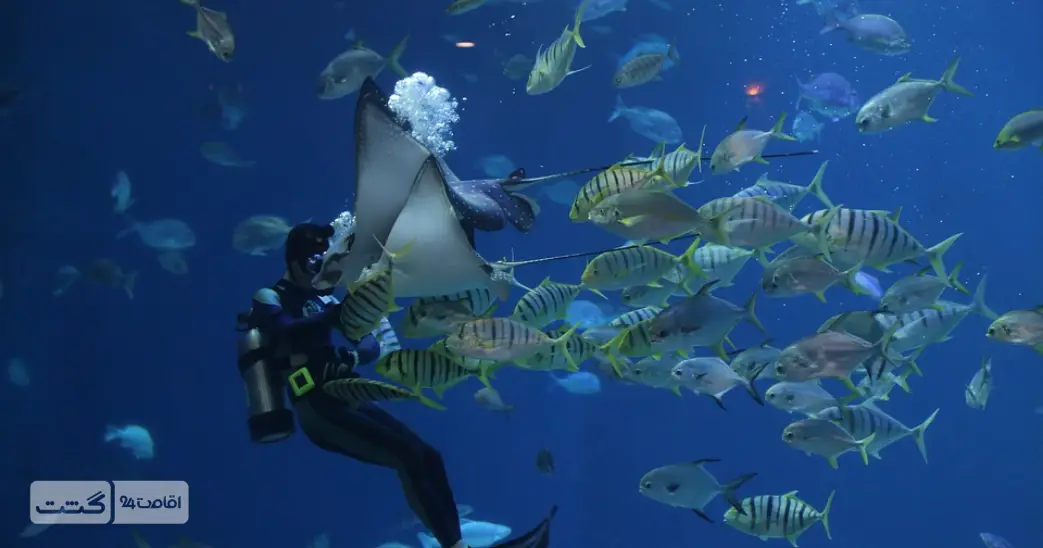 بلیط غواصی در دبی 2 شنا با ماهیان ساحل دبی و خلیج فارس | قیمت غواصی دبی