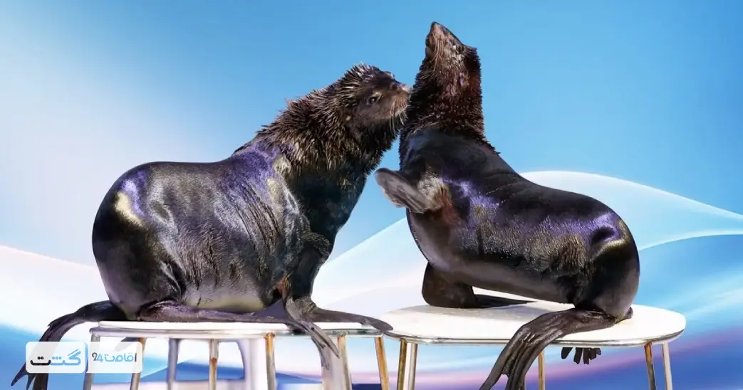 بلیط دلفیناریوم دبی 3 فوک های دریایی درحال بازی کردن | دلفیناریوم دبی