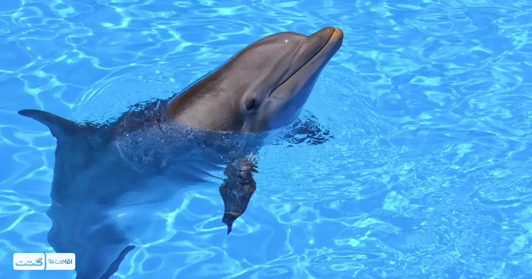 بلیط غواصی با دلفین کیش 4 یک دلفین در جزیره کیش | غواصی با دلفین های کیش