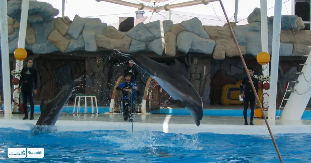 نمایش جذاب دلفین‌ها در پارک دلفین کیش