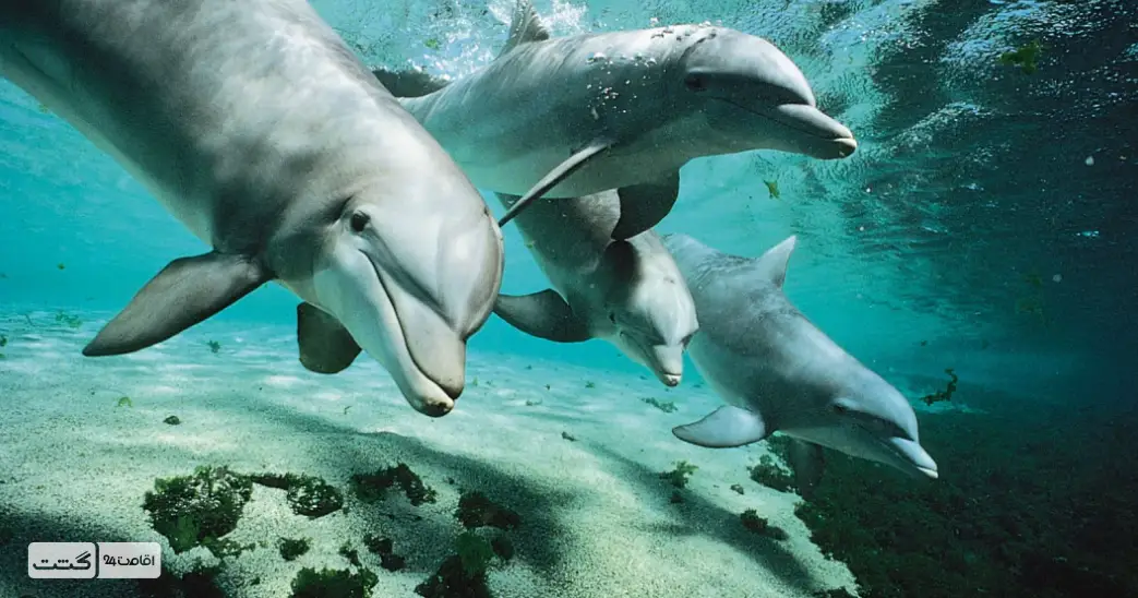 بلیط غواصی با دلفین کیش 2 دلفین های کیش | بلیط شنا با دلفین کیش