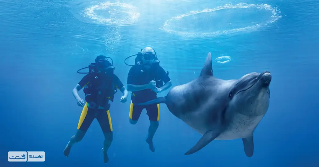 بلیط غواصی با دلفین کیش 3 غواصی با دلفین ها در جزیره کیش