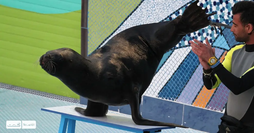 نمایش فک ها در کلاسیک شو پارک دلفین کیش