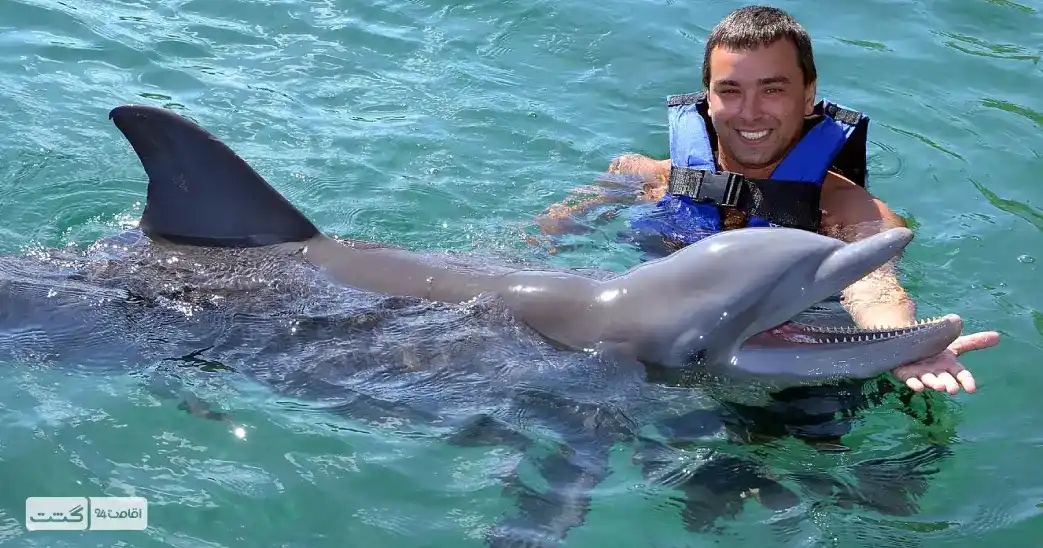 بلیط غواصی با دلفین کیش 1 swimming with dolphins kish 11zon