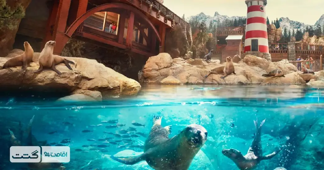 بلیط دنیای آبی سی ورلد ابوظبی 4 منطقه سنگی سی ورلد ابوظبی شیر ها، فک ها و سمور های آبی | بلیط سی ورلد ابوظبی
