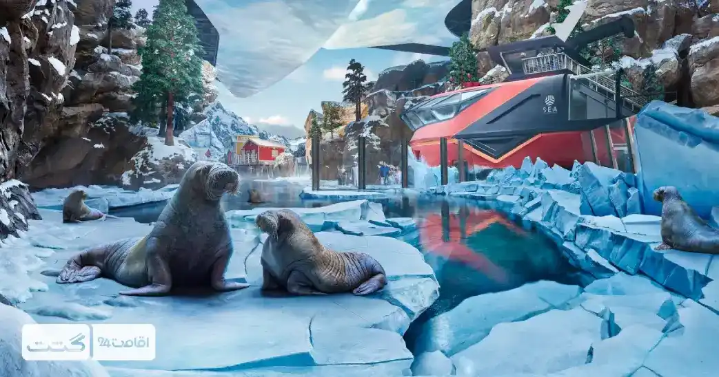 بلیط دنیای آبی سی ورلد ابوظبی 5 منطقه قطبی سی ورلد ابوظبی و فک ها و سمور های آبی | بلیط سی ورلد ابوظبی