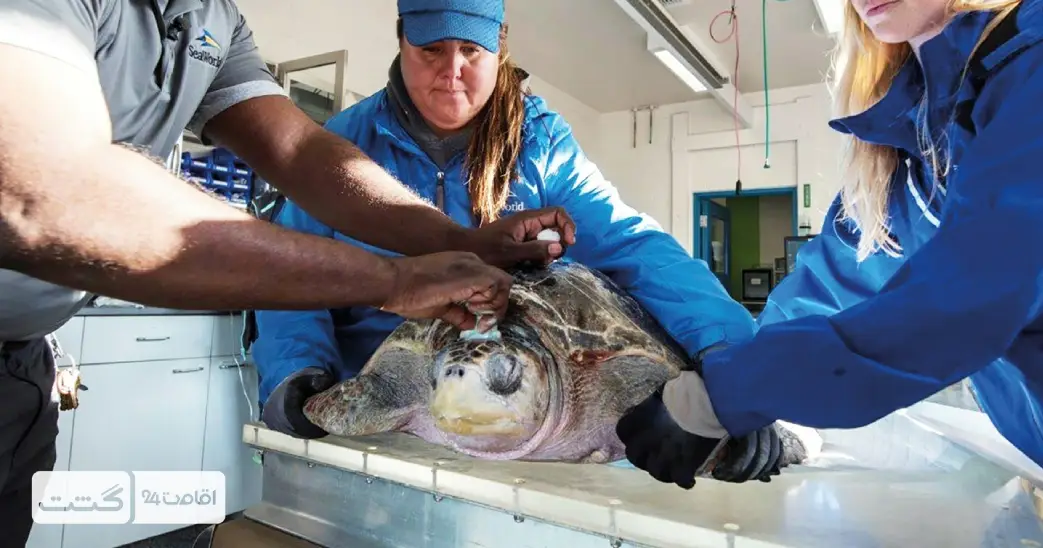 بلیط دنیای آبی سی ورلد ابوظبی 10 دامپزشکان سی ورلد ابوظبی در حال درمان یک لاکپشت دریایی | خرید بلیط سی ورلد ابوظبی