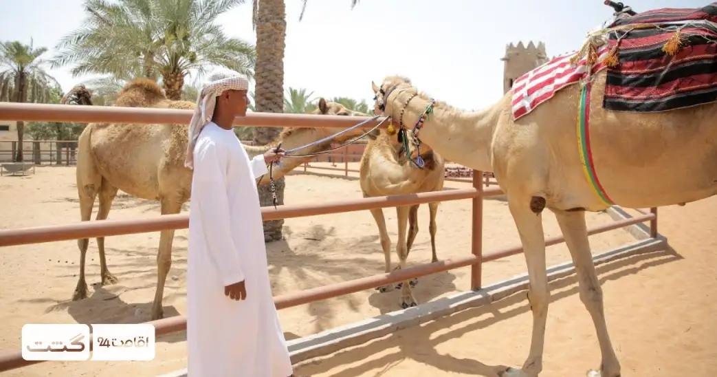 بلیط باغ وحش پارک امارات ابوظبی 3 شتر های باغ وحش پارک ابوظبی | بلیط باغ وحش پارک امارات