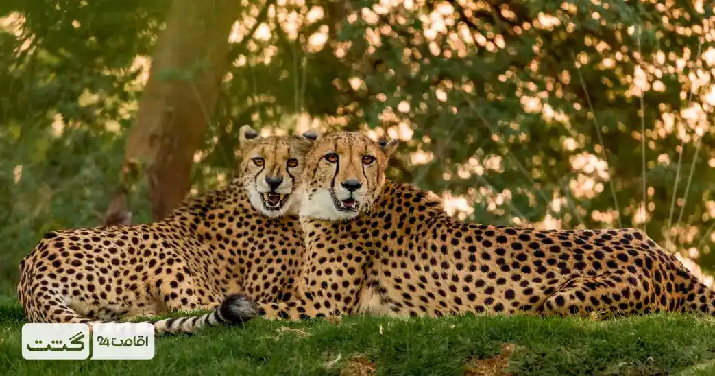 بلیط باغ وحش پارک امارات ابوظبی 1 cheetah emirate 11zon