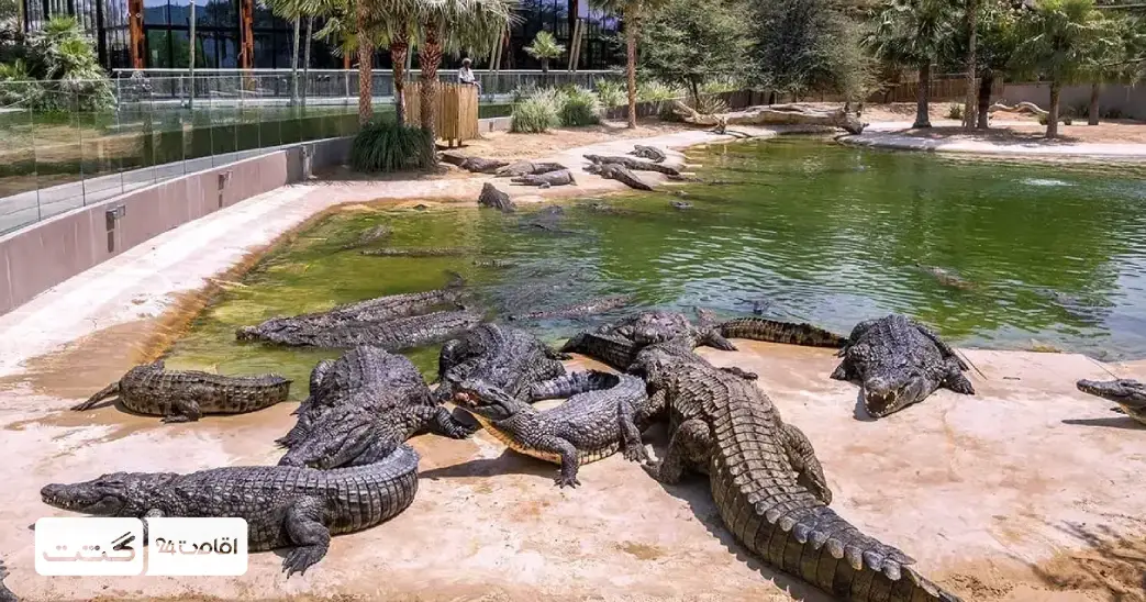 بلیط باغ وحش پارک امارات ابوظبی 4 کروکودیل و تمساح های باغ وحش ابوظبی | باغ وحش پارک امارات
