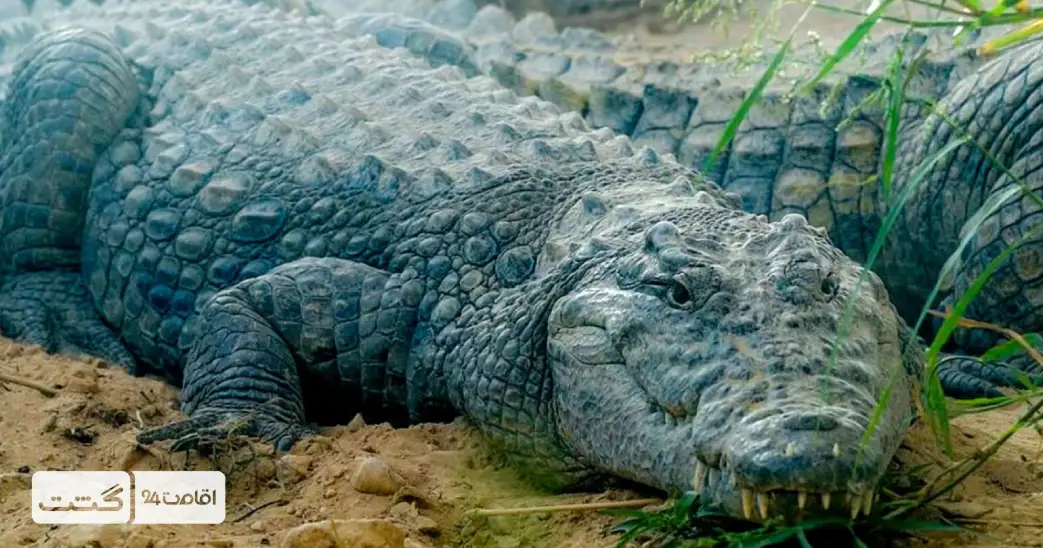 بلیط باغ وحش پارک امارات ابوظبی 10 کروکودیل در باغ وحش ابوظبی | بلیط باغ وحش ابوظبی