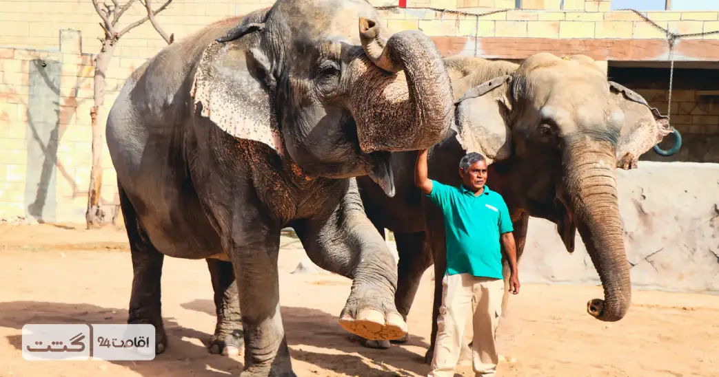 بلیط باغ وحش پارک امارات ابوظبی 14 نمایی از مردی در کنار دو فیل در باغ وحش پارک امارات