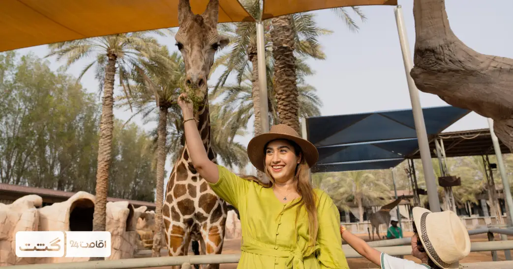 بلیط باغ وحش پارک امارات ابوظبی 8 یکی از بازدیدکنندگان باغ وحش پارک ابوظبی در حال غذا دادن به زرافه | بلیط باغ وحش ابوظبی
