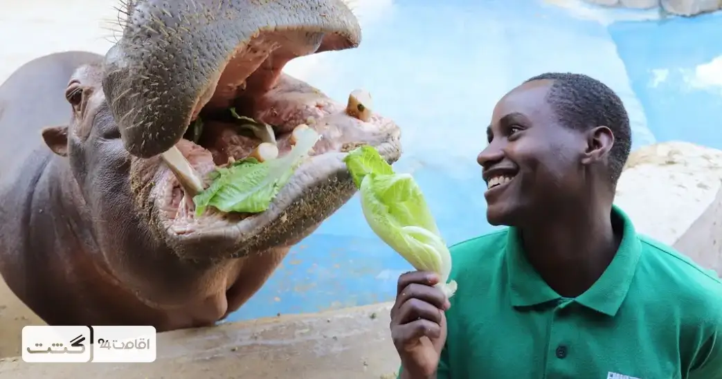 بلیط باغ وحش پارک امارات ابوظبی 2 نمایی از غذا دادن به اسب آبی در باغ وحش ابوظبی