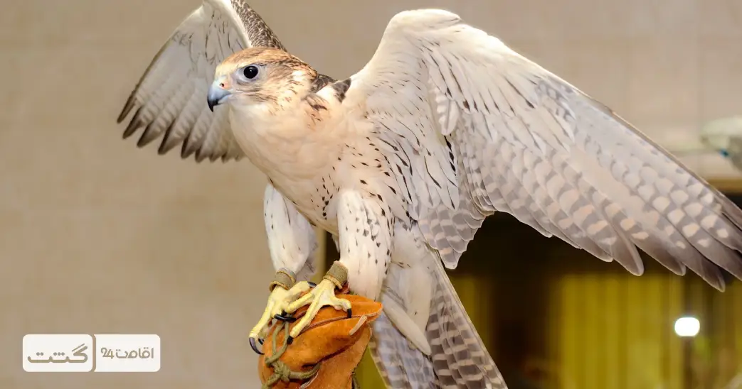 بلیط باغ وحش پارک امارات ابوظبی 6 پرندگان شکاری و شاهین در باغ وحش ابوظبی | بلیط باغ وحش ابوظبی