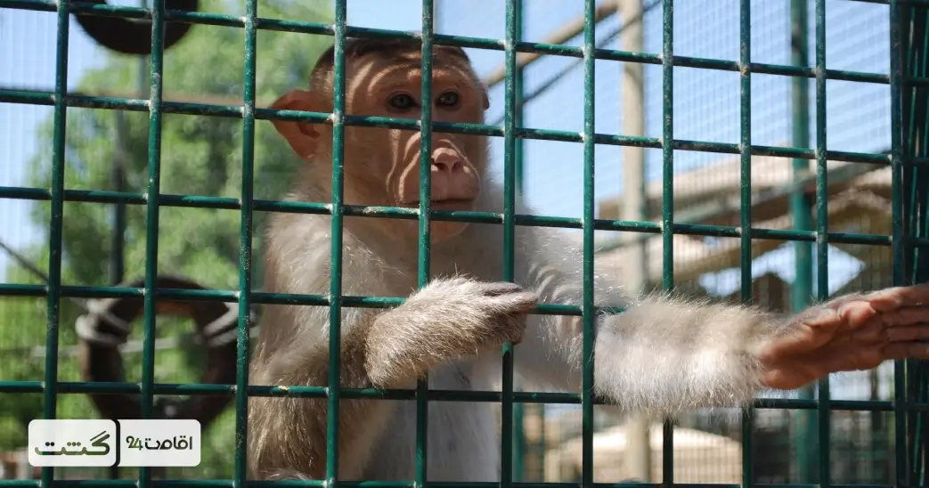 بلیط باغ وحش پارک امارات ابوظبی 7 نمایی از یک میمون آسیایی در باغ وحش پارک امارات