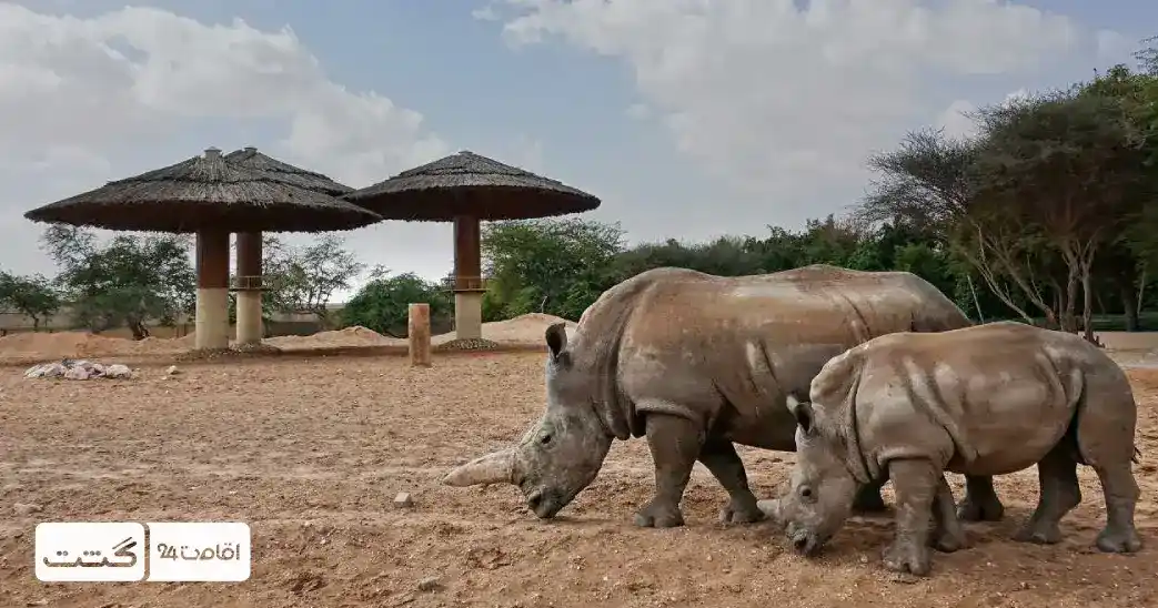 بلیط باغ وحش پارک امارات ابوظبی 5 rhino emirate zoo 11zon