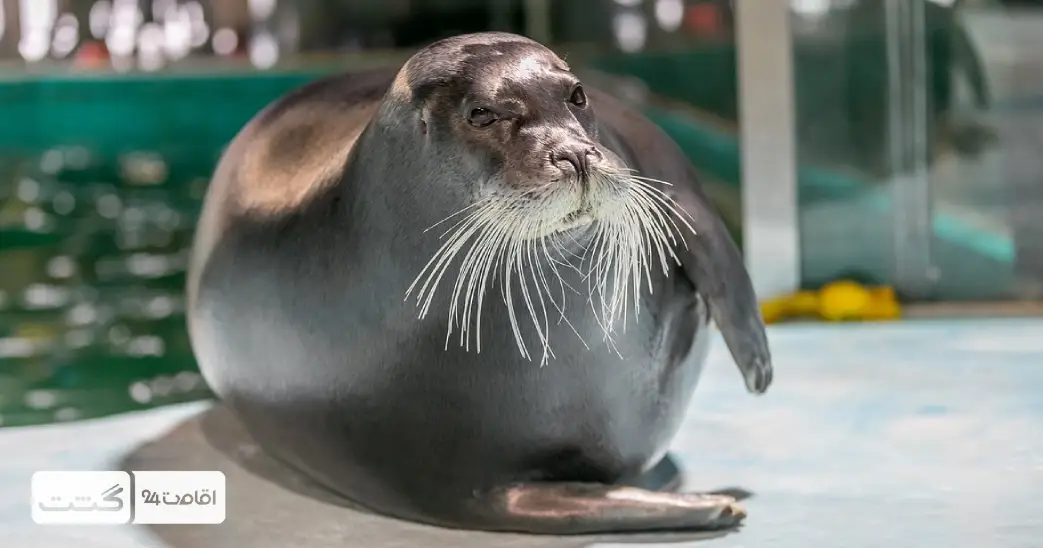 بلیط باغ وحش پارک امارات ابوظبی 12 فوک و شیر های دریایی که در باغ وحش ابوظبی نمایش اجرا میکنند