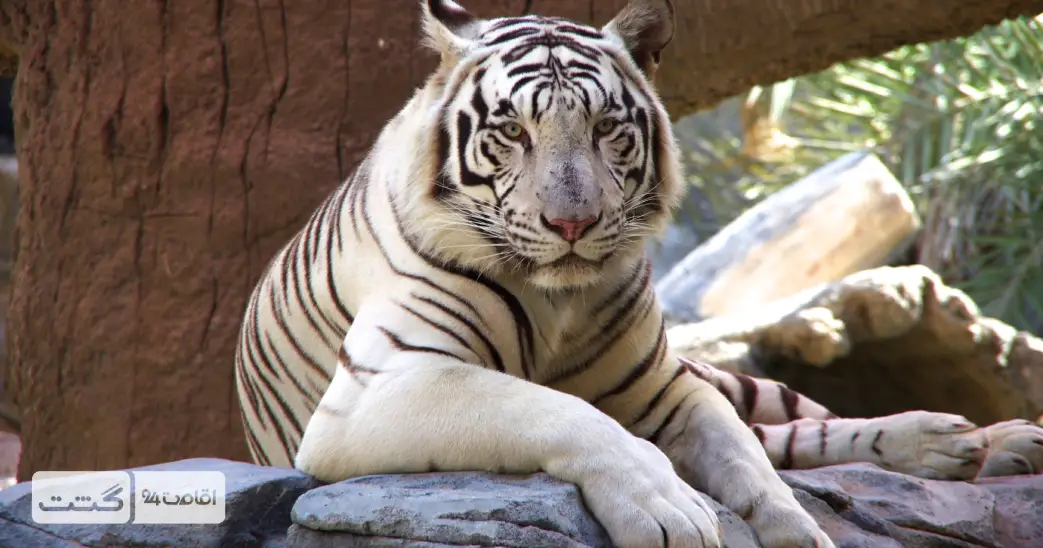 بلیط باغ وحش پارک امارات ابوظبی 11 ببر سفید در پارک باغ وحش امارات در ابوظبی