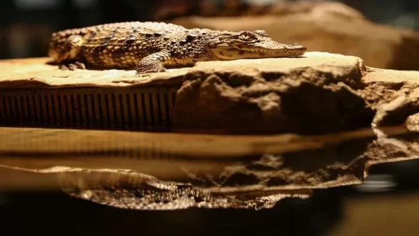 تصویری از پارک کروکودیل دبی