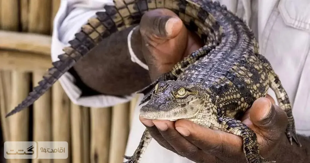 پارک کروکودیل دبی 1 Untitled design 8 11zon