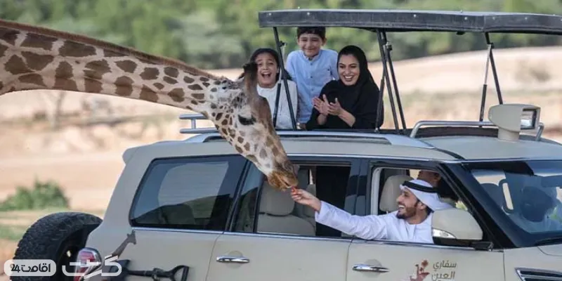 غدا دادن به زرافه ها هنگام سافاری در باغ وحش العین ابوظبی
