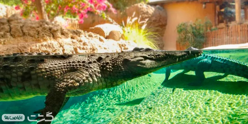 نگهداری اصولی از تمساح و کروکودیل ها در باغ وحش العین ابوظبی