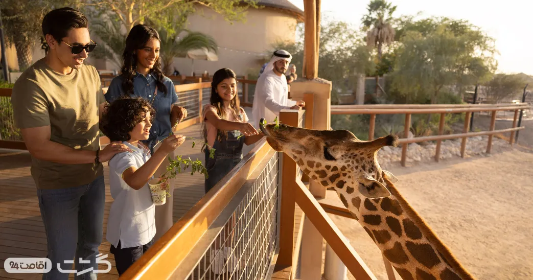 باغ وحش العین ابوظبی 1 غذا دادن و تعامل با زرافه ها در باغ وحش العین ابوظبی