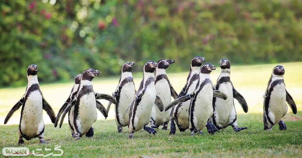 باغ وحش العین ابوظبی 3 تنوع گونههای جانوری و بخش ویژه پرندگان در باغ وحش العین ابوظبی