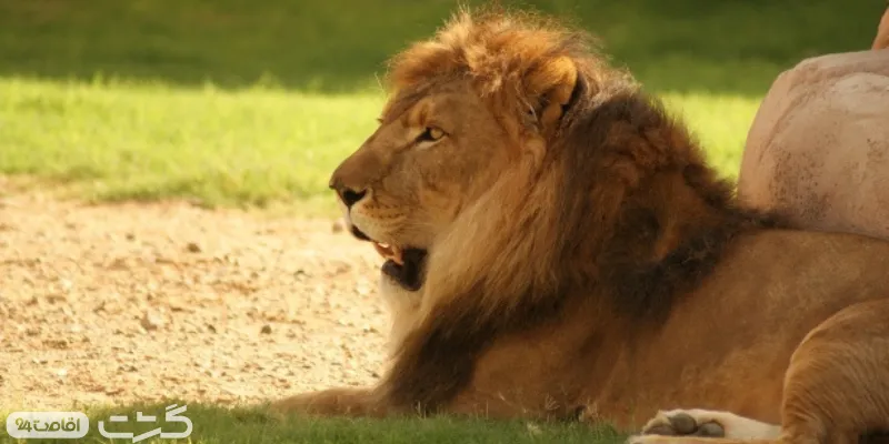 حفاظت و نگهداری از شیر ها در محیطی مناسب در باغ وحش العین ابوظبی