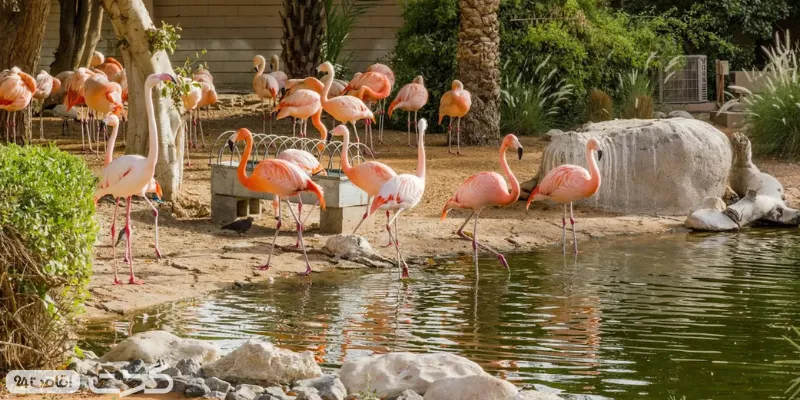 نمایی از زندگی گروهی فلامینگو ها در باغ وحش العین ابوظبی